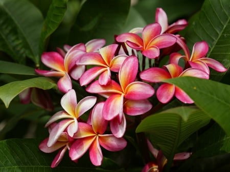 Plumeria - flower, pink flower, pink plumeria, pink, pink flowers, dlowers, plumeria, nature