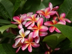 Plumeria