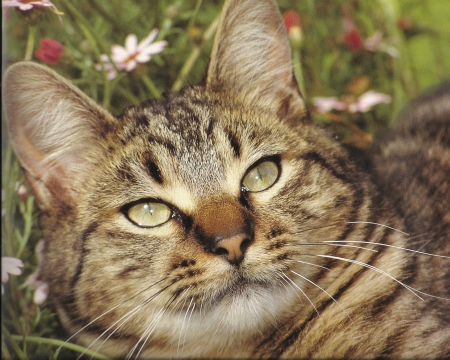 Tabby cat - paws, cute, flowers, cat, tabby