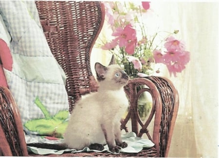 Siamese kitten - wicker chair, kitten, cute, paws, siamese