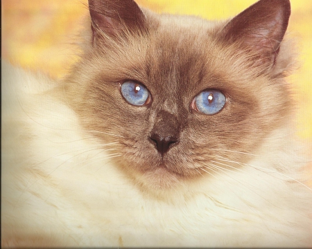 Siamese cat - paws, cat, blue eyes, cute, siamese