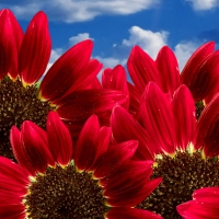 Pure Red Sunflowers