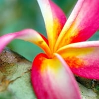 Plumeria