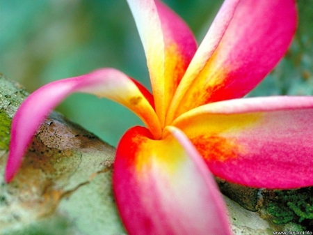 Plumeria - flower, pink flower, pink, pink flowers, flowers, frangipani, pink plumeria, plumeria, nature