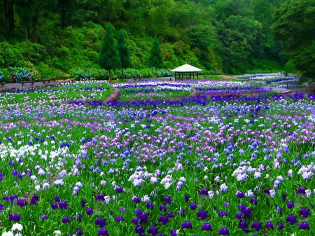 Park flowers - pretty, summer, blue, grass, meadow, forest, flowers, purple, garden, gazebo, field, nice, greenery, carpet, trees, delicate, beautiful, lovely, freshness, rest, nature, green, park