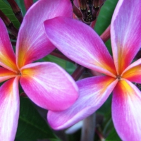 Plumeria