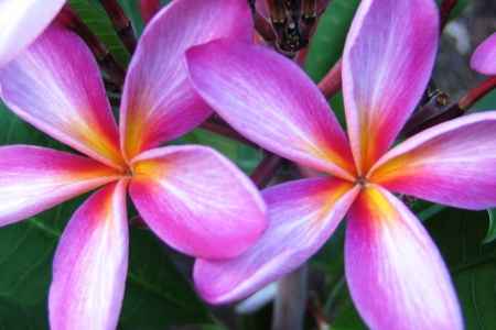 Plumeria - flower, pink flower, pink plumeria, pink, pink flowers, plumeria, flowers, nature