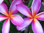 Plumeria