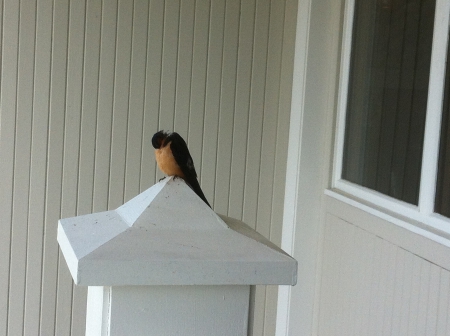 a bird siesta - swallow, siesta, nest, bird