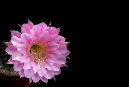 Cactus - pink cactus, cactus, pink, nature