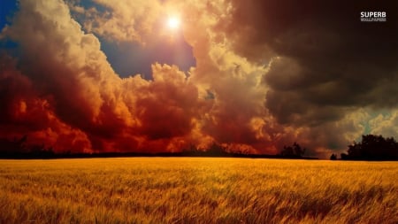 storm-clouds-over-wheat-field - field, sunlight, wheat, storm