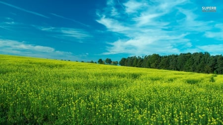 Green Fields - fields, green, sky, blue