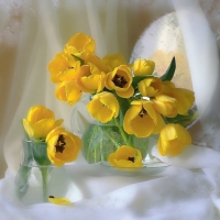 Soft yellow tulips