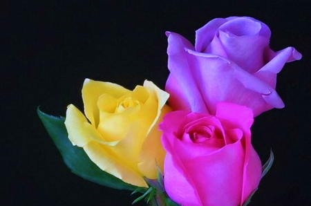 Roses - nature, beauty, flowers, roses