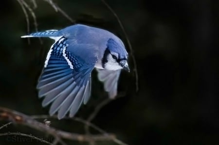 Blue Jay - NATURE, BEAUTY, BIRDS, ANIMALS