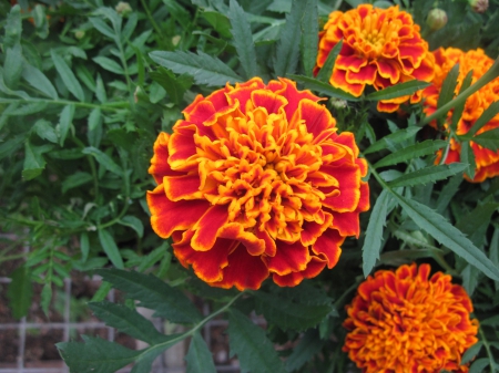 Flowers day at the greenhouse 34 - photography, orange, green, flowers, garden