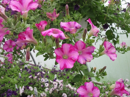 Flowers day at the greenhouse 37 - pink, photography, green, petunias, flowers, garden