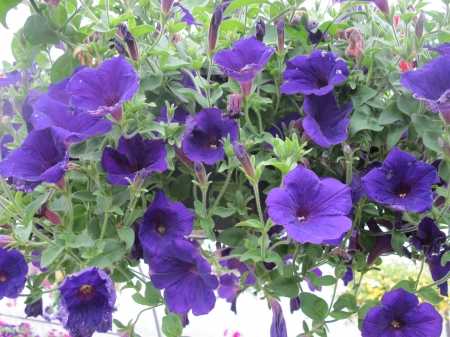 Flowers day at the greenhouse 38 - purple, photography, petunias, green, flowers