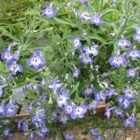 Flowers day at the greenhouse 40