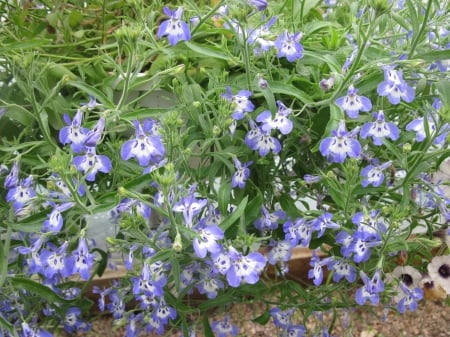 Flowers day at the greenhouse 40 - photography, blue, green, flowers, garden