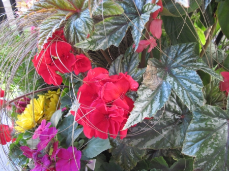 Flowers day at the greenhouse 41 - yellow, pink, red, photography, green, flowers, leaf