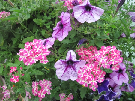 Flowers day at the greenhouse 42 - Flowers, purple, garden, green, photography, petunias, pink