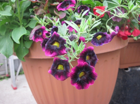 Flowers day at the greenhouse 43 - red, photography, petunias, green, leaf, flowers, black