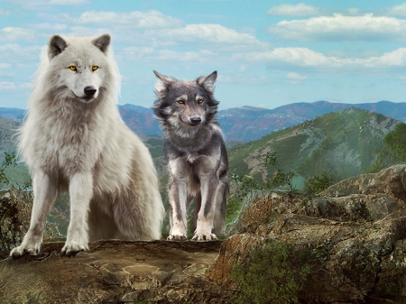 Generations - wolves, white, nature, two, animals