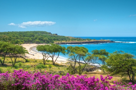 Hulopoe Bay Beach and Ocean Lanai Hawaii Island - beach, trees, paradise, polynesian, escape, hawaii, bay, polynesia, holiday, lanai, sand, ocean, peace, tropical, hulopoe, exotic, blue, island, flowers, sea