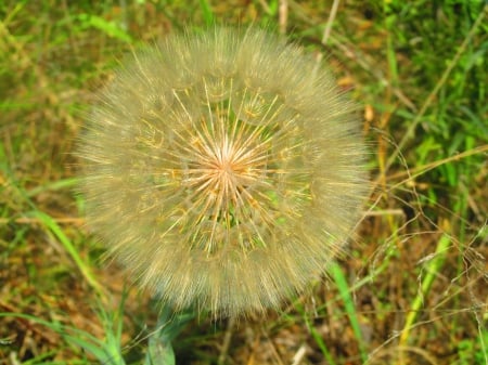 Summer spirits - nature, summer, outdoors, photography