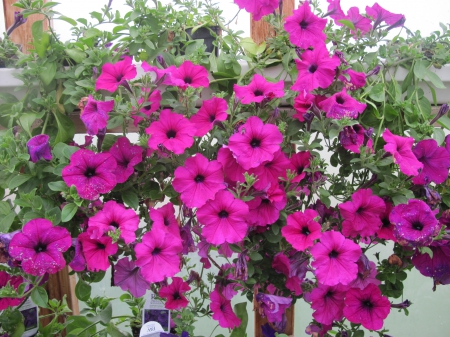 Flowers day at the greenhouse 47 - basket, Flowers, green, photography, Petunias, pink