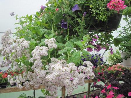 Flowers day at the greenhouse 48 - pale, red, photography, green, petunias, flowers