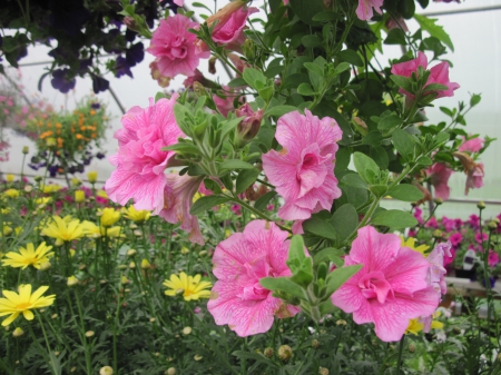 Flowers day at the greenhouse 49