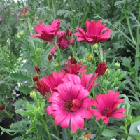 Flowers day at the greenhouse 50