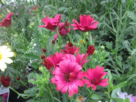 Flowers day at the greenhouse 50 - red, photography, green, flowers, garden