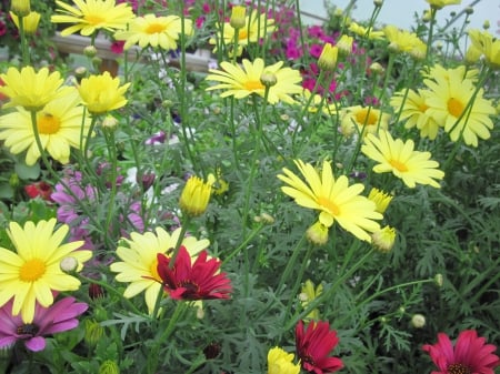 Flowers day at the greenhouse 51 - Flowers, yellow, garden, red, green, photography, daisy