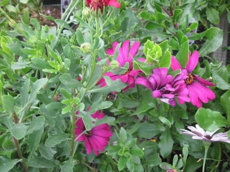 Flowers day at the greenhouse 54 - pink, Flowers, green, photography