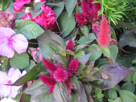 Flowers day at the greenhouse 62 - red, pink, photography, green, flowers