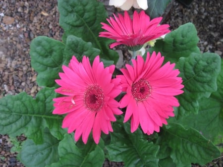 Trio Gerbera - gerbera, red, photography, green, flowers