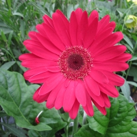 Flowers day at the greenhouse 68