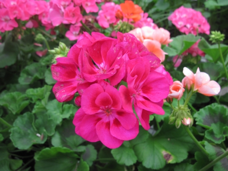 Flowers day at the greenhouse 72 - pink, photography, green, flowers, geranium