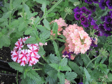 Flowers day at the greenhouse 76 - Purple, Flowers, garden, green, photography, pink