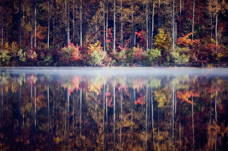 Colored tree - autumn - lake, autumn, reflection, tree, colored