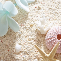 White Plumeria and Seashell