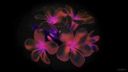 Glowing Plumeria - beauty, art, abstract, flowers