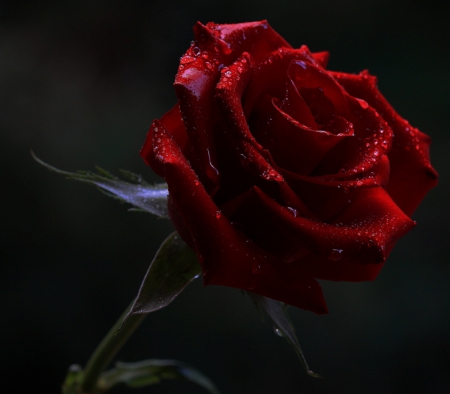 Red Rose - red, flower, nature, rose