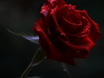 Red Rose