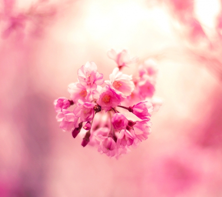 Pink Spring - spring, flower, pink, nature