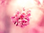 Pink Spring