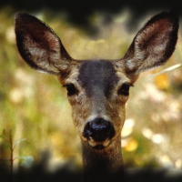 Montana Mule Deer 2